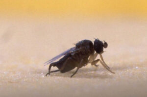phorid fly