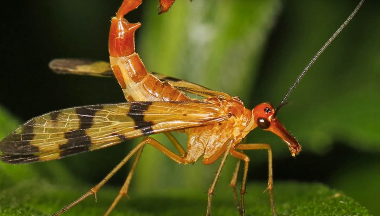 About Scorpion Flies – Pest Information