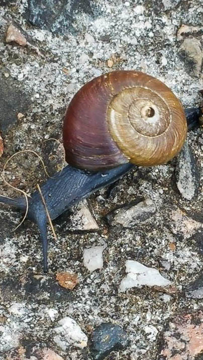 snail