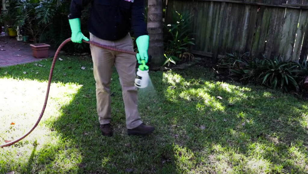 spraying yard for fleas