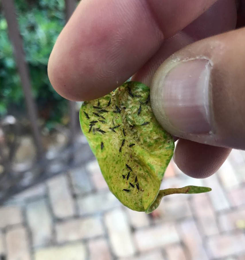thrips on leaf