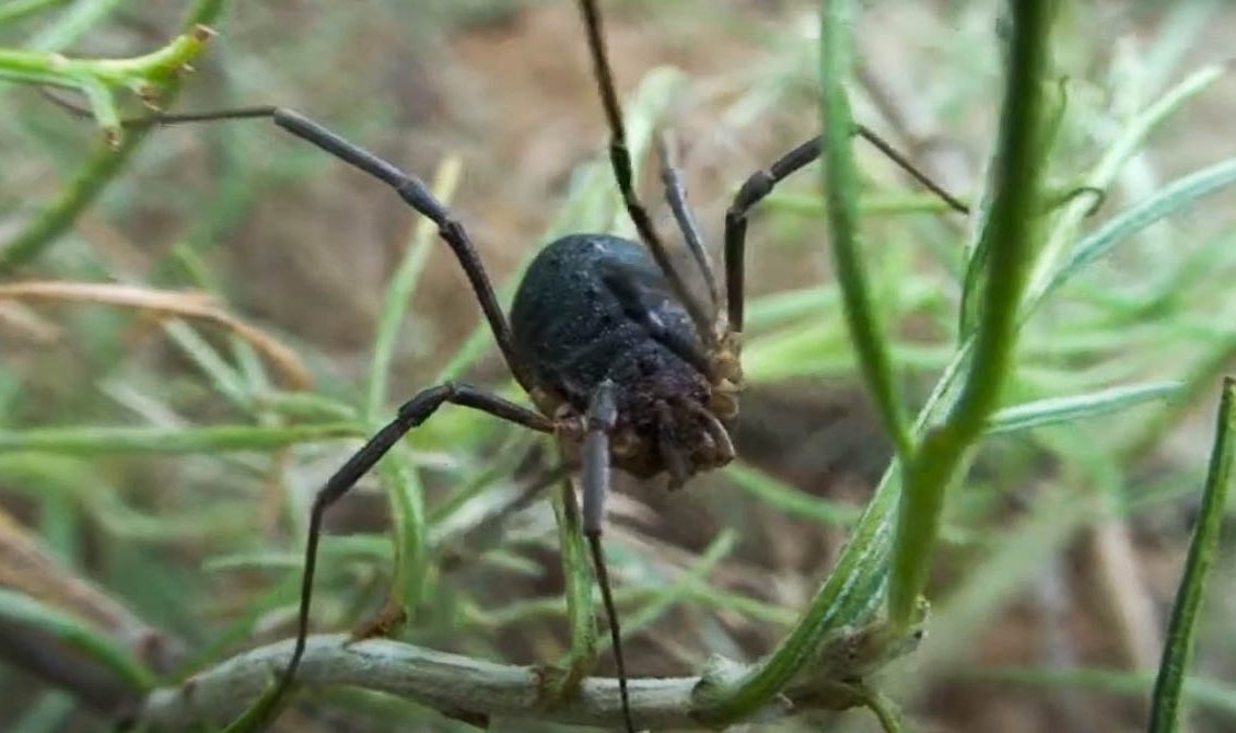 harvestman spider on plant