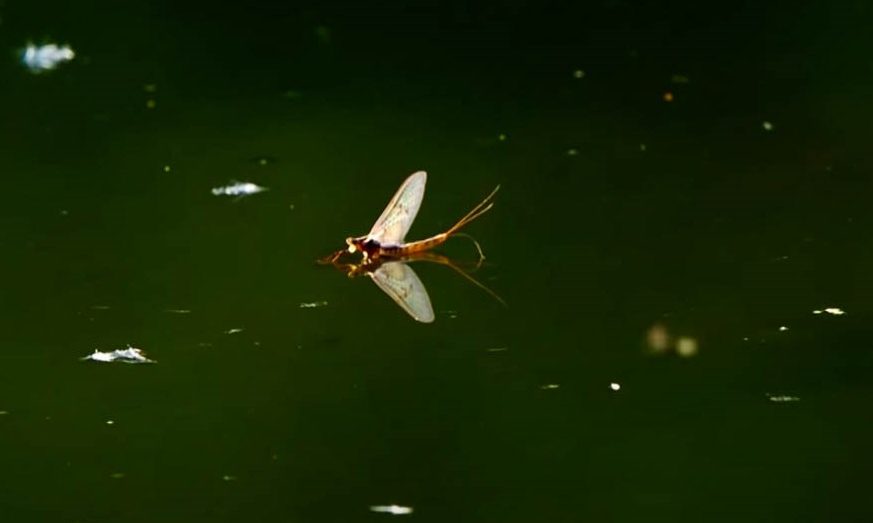 mayfly on pond