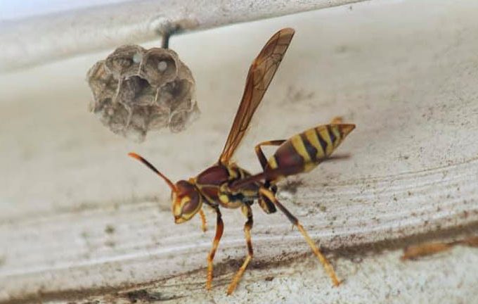 paper wasp near nest