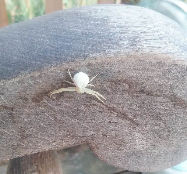 small crab spider (1)