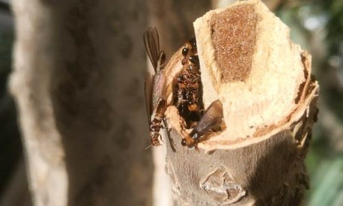 termite swarmers in wood