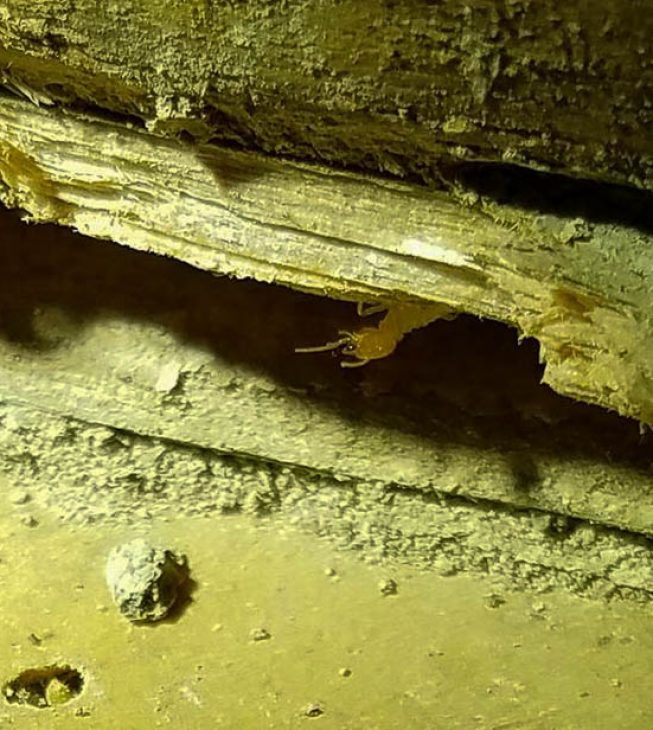 termite wood damage